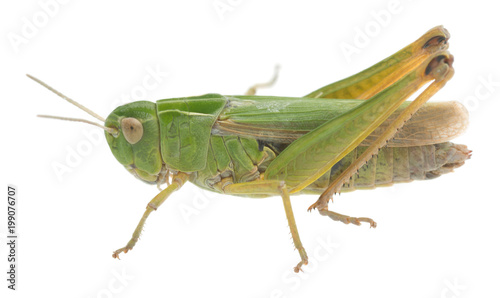 Common green grasshopper, Omocestus viridulus isolated on white background