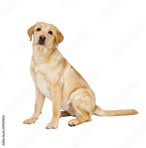 labrador puppy looking at white background