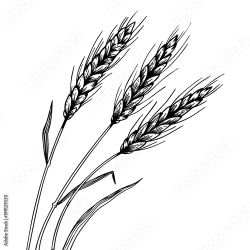 Wheat ear spikelet engraving vector