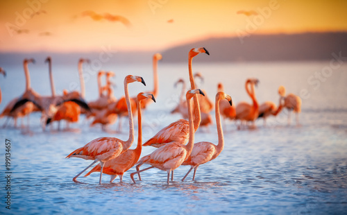 pink flamingos in sun