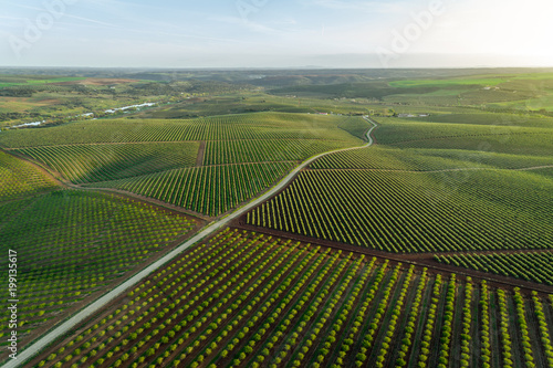 Aerial views of almond tree plantation in Alentejo, Portugal