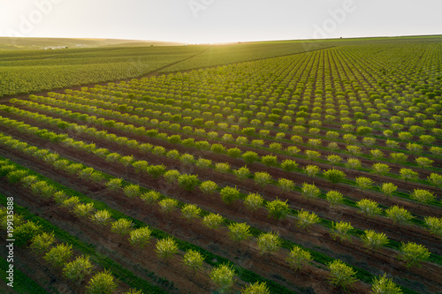 Aerial views of almond tree plantation in Alentejo, Portugal