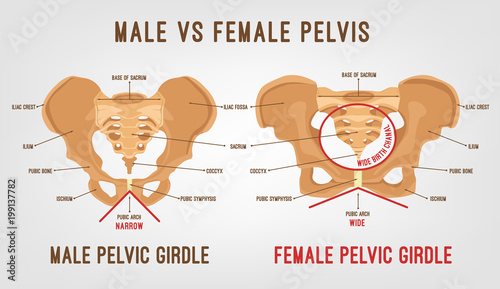 Female Male Pelvis