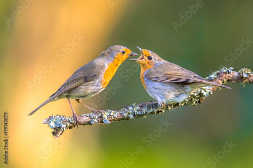 Parent Robin bird feeding juvenile