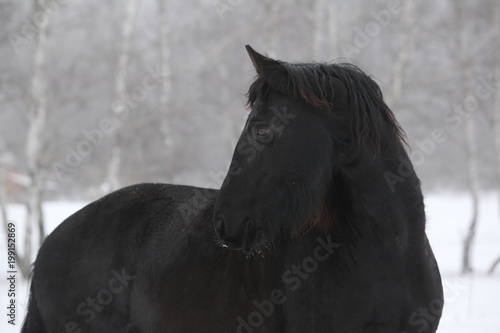 Amazing friesian mare in winter