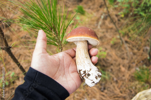 Mizcalo Mushrooms in forest, hongo en el bosque