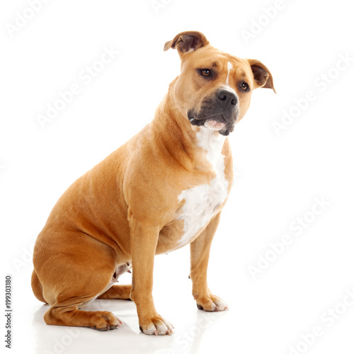 interrogative staffordshire dog isolated