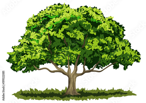 drzewo liściaste