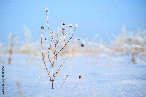 dry grass blade on the field in a strong frost in winter around the snow, blue sky background