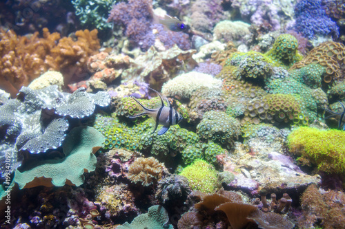 Photo of a tropical fish on a coral reef in aquarium