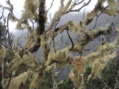 Madeira, Portugalia - wilgotne lasy deszczowe, zielone porosty na drzewach