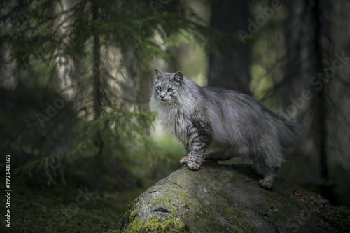 Norwegian forest cat