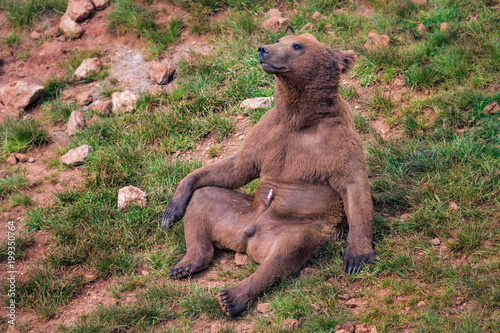 Brown bear, Ursus arctos.