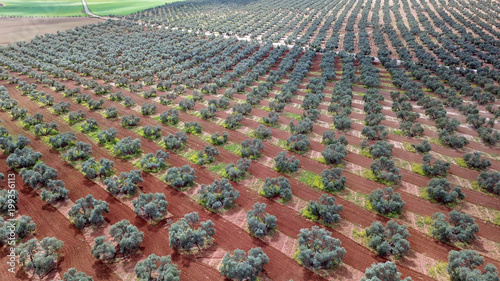 Fuente Piedra Olive trees