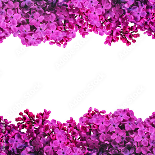 Frame from blooming purple lilac isolated on white. Nature background.