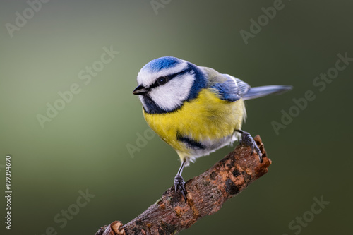 Blue tit sitting on a branch