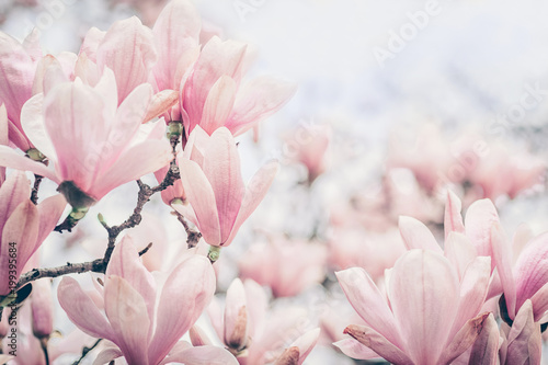 Magnolia flowers in the morning light. Pastels colors