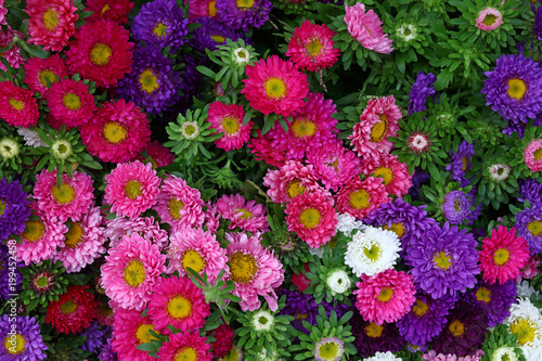 Close up background of colorful aster flower heads