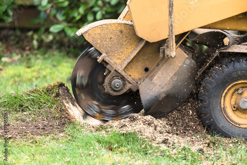 Stump grinder in action