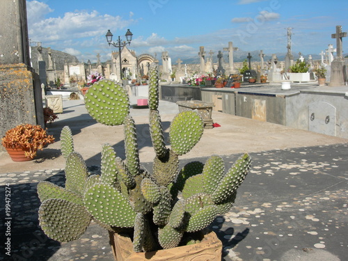 Widok na mały cmentarzyk na Majorce, kaktus na pierwszym planie
