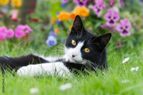 A black-white cat, European Shorthair, lying in a meadow with colorful flowers 