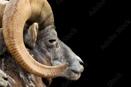 bighorn sheep