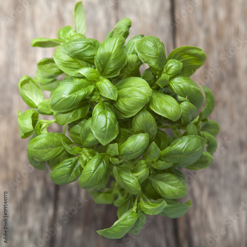 potée de basilic frais