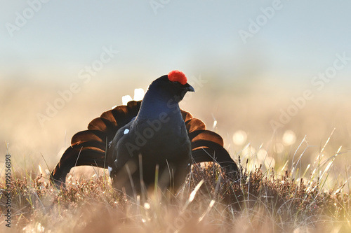 Black grouse (Tetrao Tetrix). Rooster in bog.