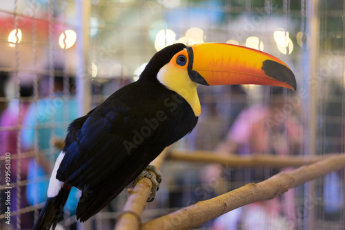 A toucan in steel cage.