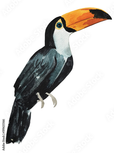 toucan watercolor illustration isolated