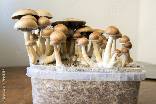 Psychedelic magic mushrooms growing at home, cultivation of psilocybin mushrooms in cake