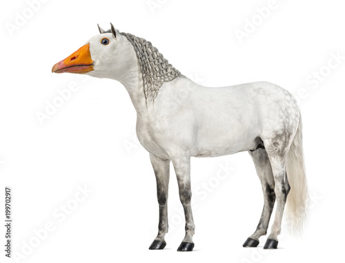 chimera with a Male Andalusian horse and a face of a goose against white background