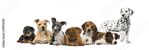 Group of puppies lying in front of a white background