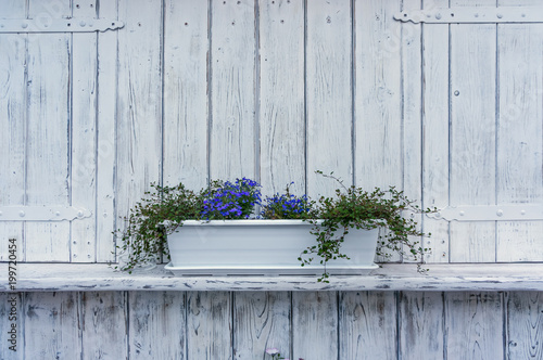 Niebieskie kwiaty w białej doniczce na tle pomalowanych na biało desek