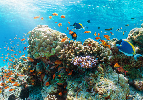 Farbenfrohes Korallenriff mit tropischen Fischen im Indischen Ozean, Malediven