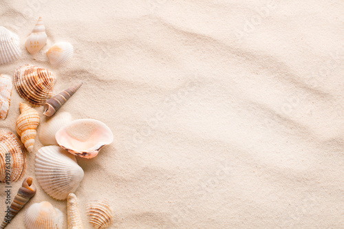 sand with seashell and starfish as blank textured background