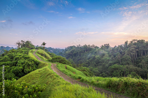 Campuhan Ridge, Ubud at sunrise. Bali, Indonesia