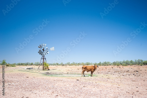 Arid Australian landscape during drought showing a windmill and cow