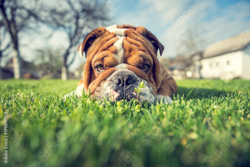 English bulldog hiding in the grass,selective focus
