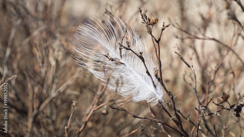 Caught feather in the branches of a bush. Poetic security symbol. The concept of fitting into a new reality