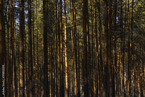 background - wall of sunlit golden pine trunks in the forest
