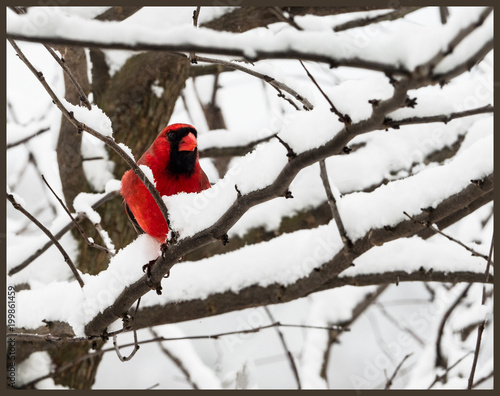 Cardinal in tree in snow