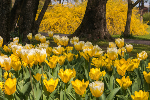 Bosco incantato con la fioritura dei tulipani gialli al parco giardino Sigurtà, Valeggio sul Mincio