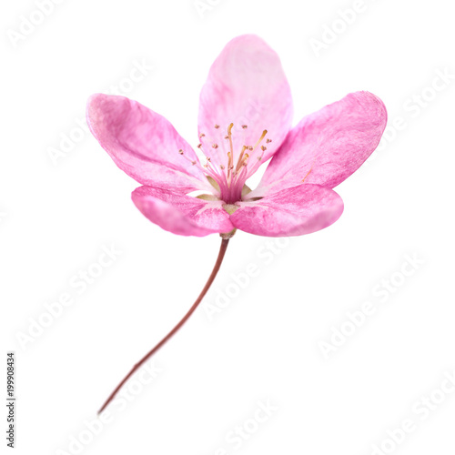 Pink flower from sakura tree isolated on white background. Macro close up studio shot