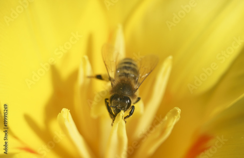 bee on a bright yellow flower closeup