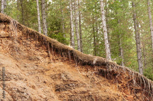 Tree Roots Exposed Due to Soil Erosion