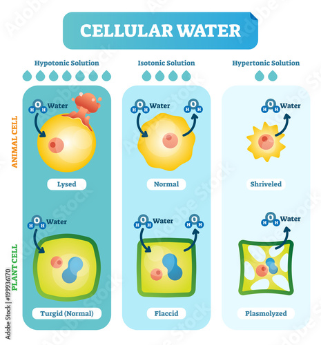 Cellular water levels biological vector illustration diagram with animal and plant cell.