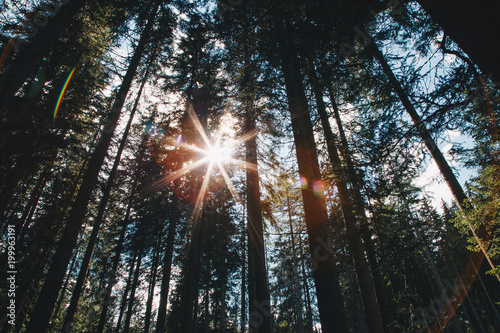 rays of the sun create a star through the branches of a forest