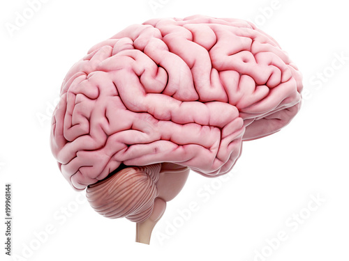 medically accurate illustration of the human brain