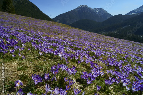 wiosna w Tatrach